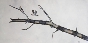 Chipping Sparrows by Eddie Lepage