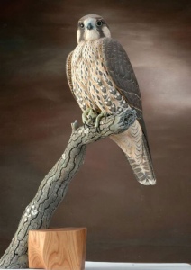 Immature Peregrine Falcon by Gilles Prud'homme