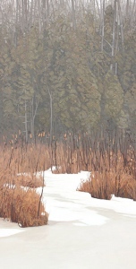 Bullrush by Peter Rotter