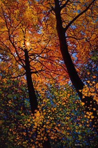 Autumn Gold Seaton Trail by Tim Packer